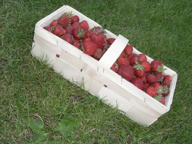 эко упаковка из шпона для фасовки ягод в Республике Беларусь 2